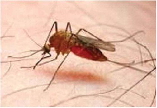 Figure 1. (a) Picture of Anopheles mosquito [Citation29]