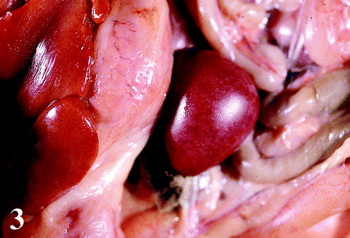 Figure 3. Enlarged mottled spleen of a 47-day-old broiler chicken infected with M. synoviae.