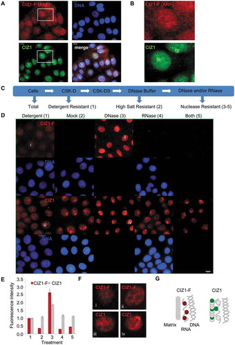 Figure 2. Nuclear CIZ1-F resists extraction of chromatin but not RNA.(A-B) CIZ1-F does not localize to the inactive X chromosome (Xi). Immunofluorescence with a monoclonal antibody for a peptide located in the CIZ1 anchor domain (AD; green) shows both diffuse nuclear expression and specific localization to a region previously shown to be the Xi [Citation9]. Immunofluorescence with purified antibody raised to the CIZ1-F ARF (red) shows absence of Xi-localization. DNA is stained with Hoechst33258 (blue). Nuclei in white boxes are enlarged in (B). (C) Overview of nuclear matrix (NM) extraction procedure. MCF-7 cells were serially extracted with 1) detergent-containing cytoskeletal buffer (CSK), 2) detergent-containing CSK supplemented with 0.5 M NaCl (mock extraction), 3) DNase 1, or 4) RNase, or 5) both enzymes (see methods). (D) MCF-7 cells subjected to the treatments described under (C) were counterstained with Hoechst33258 to control for removal of chromatin (blue), and probed with purified polyclonal anti-CIZ1-F or replication domain (CIZ1-RD) antibody 1794 (red). CIZ1-RD resists all treatments, while CIZ1-F is sensitive to extraction of RNA, and is also dramatically revealed by removal of chromatin. Bar is 10 microns. (E) Quantification of the fluorescence intensities in (D), shown after subtraction of background signal and expressed relative to detergent treated cells. Number of cells quantified ≥ 70 per condition. Numbers refer to the treatment conditions listed above. (F) Enhanced and enlarged images of the indicated nuclei i-iv from (D), showing detergent and DNase-resistant nuclear fractions. (G) Interpretation of the data showing the dependency of CIZ1-F on RNA for nuclear retention, compared to full resistance of CIZ1-RD.