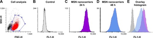 Figure 5 Flow cytometry of cells incubated with MSN nanocarriers.Notes: The distinct peak shift can be seen in the overlay histogram with MSN-internalized cell population versus control cells. (A) MDA-MB-231 cell population used in uptake analysis. (B) Control cells (untreated). (C) Cellular uptake of MSN nanocarriers in MDA-MB-231 cells after 24 h. (D) Cellular uptake of MSN nanocarriers in MDA-MB-231 cells after 48 h. (E) Overlay histogram showing cellular uptake of MSN nanocarriers after 24 h and 48 h in comparison to control cells.Abbreviations: MSN, mesoporous silica nanoparticle; SSC-H, side scatter channel; FSC-H, forward scatter channel.