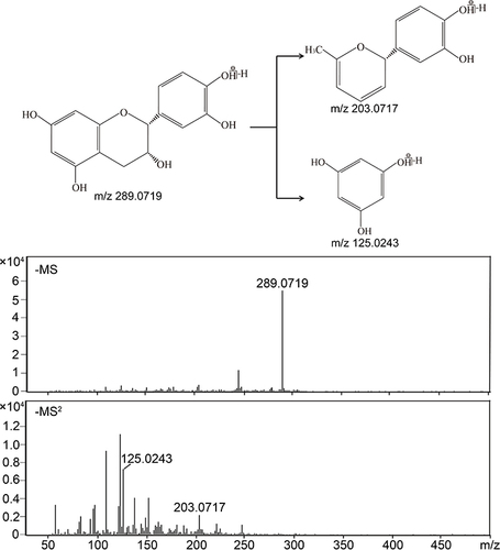 Figure 1 Mass spectra and possible fragmentation pathway of (–)-epicatechin.