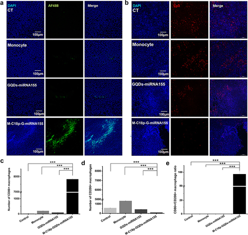 Figure 6 Biochemical analysis of tumor after treatment. Immunostaining of (a) CD86+ (AF488) and (b) CD206+ (Cy3) macrophages in tumor sections after treatment. (c) CD86+ cells in tumor sections, (d) CD206+ cells in tumor sections and (e) the calculated CD86+/CD206+ ratio. Data are shown as means ± SD (n ≥ 3). Significant differences: ***p < 0.001.