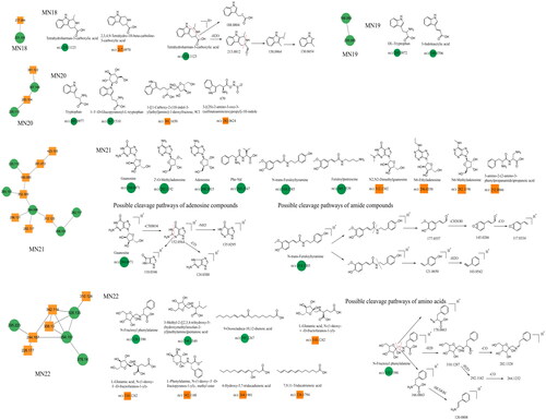 Figure 10. Structure of the MN18–MN22 constituents and the possible fragmentation pathway of a representative constituent.