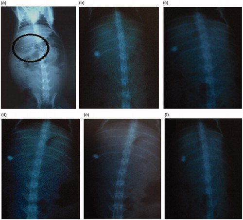 Figure 8. X-ray photographs of Cefpodoxime Proxetil mucoadhesive tablets at different time intervals. (a) at 0 h; (b) after 2 h; (c) after 4 h; (d) after 6 h; (e) after 8 h; (f) after 10 h.