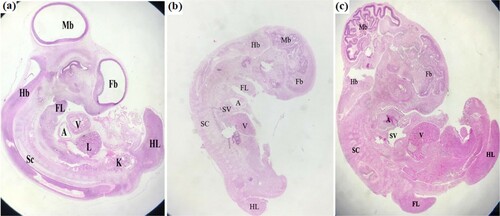 Figure 1. Photomicrographs showing sagittal sections of chick embryo after 3 days of incubation (a) Control chick embryo showing normal morphology brain chambers fore, mid and hind brain FB, MB, HB, limb buds fore and hind FL HL heart chambers SV, A V tissue of liver L and kidney K and spinal cord SC (b) Embryo injected with LPS showing underdeveloped and malformed morphology (c) Embryo injected with LPS and dipping with Oregano oil showing normal morphology appearances.