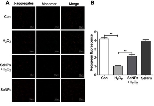 Figure 5 Effect of SeNPs on mitochondrial membrane potential (MMP) of NCM460 cells exposed to H2O2. (A) MMP was detected by an MMP assay Kit with JC-1 staining. MMP was visualized under the confocal microscope. (B) MMP was also measured by Multi-function Microplate Reader. All data were presented as mean ± SEM of three separate experiments. **P<0.01.Abbreviations: Con, control; SeNPs, selenium nanoparticles; H2O2, hydrogen peroxide; SEM, standard error of mean.