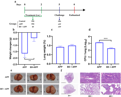 Figure 5. Intranasal B5 maintains protection in the later stage of APP infection. a, schematic representation of pretreatment/challenge model. Mice were pretreated intranasally with 20 μg of B5, challenged with APP 3 d after the last pretreatment, and euthanized for protective evaluation 24 h after challenge. b, body weight changes. c, weight of lung tissues. d, bacterial load in lungs. e, gross pathology of lungs. f, histopathological images of lungs performed with HE staining (left images scale bar: 2 mm; middle images scale bar: 300 μm; right images scale bar: 60 μm). Data shown are means ± SD. Data are representative of two independent experiments (n = 6 mice per group). The significance of differences between the groups was determined by ANOVA with post-hoc Tukey’s multiple comparison test (**p < 0.0021, ***p < 0.0002).