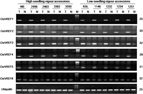 Figure 5. Induction of six OsHREF1–6 paralogous genes in rice seedlings under submergence.