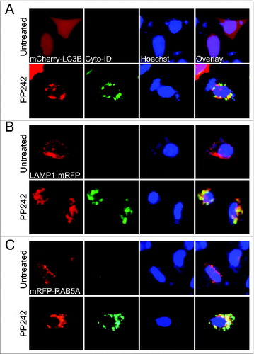 Figure 1. The Cyto-ID dye specifically labeled autophagic compartments with minimal staining of lysosomes and endosomes. Colocalization of the Cyto-ID fluorescence dye, Hoechst 33342, and mCherry-LC3B (A), LAMP1-mRFP (B), or mRFP-RAB5A (C) in HeLa cells treated without or with 10 μM PP242 for 4 h.