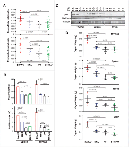 Figure 2. Stathmin loss reverts the increased organ size of p27KO mice. (A) Graphs report the organ/body ratio of spleens (upper panel) and thymuses (lower panel) from WT, p27KO, DKO and StmKO 15-weeks-old C57BL/6 mice. Each dot corresponds to one mouse. (B) Graphs report the weight (upper panel) and number of cells/organ (lower panel) in spleens and thymuses from WT, p27KO, DKO and StmKO 10-weeks-old C57BL/6 mice. (C) Western Blot analysis of p27 and stathmin expression in thymus, spleen and brain lysates, obtained from 2 WT, 2 p27KO and one DKO C57BL/6 mice, as indicated. Vinculin was used as loading control. Asterisk indicates non-specific bands detected by anti-p27 antibody. (D) Graphs report the weights of thymus, spleen, testis and brain from mice of the indicated genotypes. Each dot corresponds to one mouse. In each graph, statistical significance is calculated by unpaired t-test and expressed by a p value ≤ 0.05 (ns, not significant).
