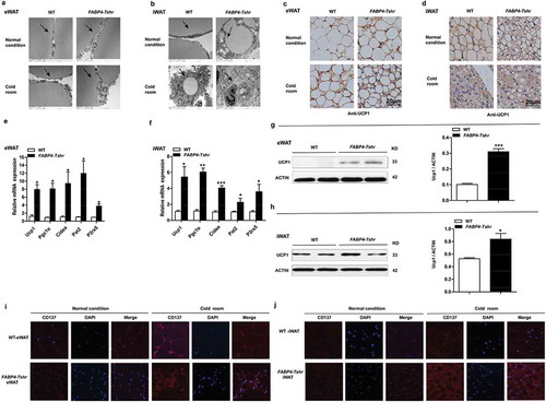 Figure 6. Tshr knockout induces the white-to-brown fat transition in FABP4-Tshr mice