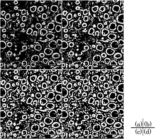 Figure 5. ‘AND’ image (logical product between two images) of each rank: rank 6 (a), rank 5 (b), rank 4 (c) and rank 3 (d) [scale bar: 100 μm]. *A different version of the image in Figure 3(a) is displayed.