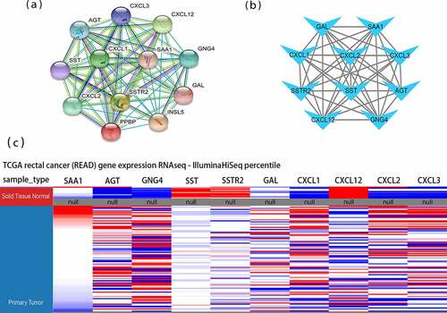 Figure 2. Protein-protein interaction (PPI) networks and hierarchical clustering analysis of hub genes. (a) Module 1 consisted of 12 nodes and 66 edges. (b) Hub genes’ PPI network was obtained using the MCC algorithm in the cytoHubba tool kits. (c) Utilizing UCSC construct hub genes’ hierarchical clustering. Blue: up-regulated; Red: down-regulated. MCC: Maximal Clique Centrality