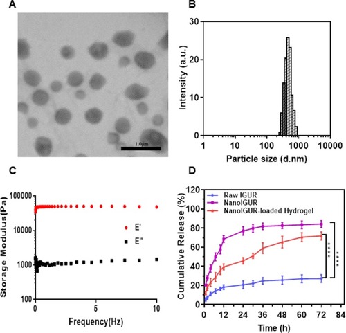 Figure 3 Characterization of NanoIGUR and NanoIGUR-loaded hydrogel. Transmission electron microscopy images of NanoIGUR (A); Differential light scattering analyses of NanoIGUR (B); DMTA of the hydrogel in the frequency range of 0.01 Hz to 10 Hz at 37°C (C); Dissolution profiles of raw IGUR, NanoIGUR, and NanoIGUR-loaded hydrogel (D). Data represent three independent experiments (mean ± SD), ****p < 0.0001.