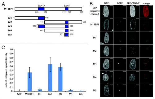 Figure 3. Mapping of the M18BP1-CENP-C interaction domains by F3H. (A) Scheme of M18BP1 truncations used in the interaction tests. (B) Representative F3H images of the negative control (GFP only) and EGFP tagged M18BP1 truncations tested with RFP-CENP-C. Overlap of red and green signals at the nuclear lacO focus indicates interaction. (C) Quantification of the F3H M18BP1-CENP-C interaction data. Intensities of red and green signals at the nuclear lacO focus were measured in several hundred cells each. The ratio between red and green signals was determined to measure the strength of the tested interactions.