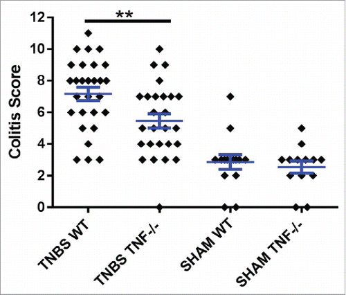 Figure 1. TNBS treatment in WT mice induces significantly more inflammation than TNBS treated Tnf −/− mice. Histopathological semi-quantitative scores are presented as the mean score ± SE. **= p.01. Data represents 5 independent experiments using male and female, 6–8 week old mice. Experiment 1 used 20 mice; 2 used 10 mice; 3 used 20 mice; 4 used 8 mice; and 5 used 23 mice, for a total of 81 mice.
