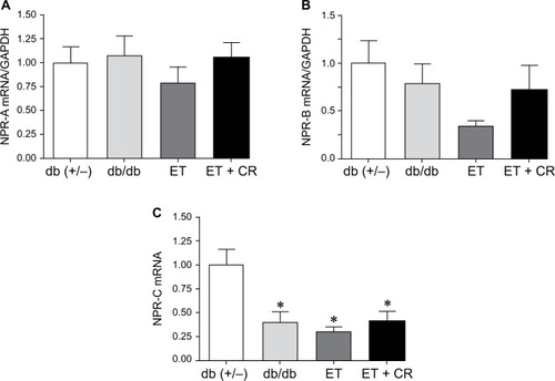 Figure 3 The effects of diabetes, ET, and CR on cardiac mRNA expression of NPR-A (A), NPR-B (B), and NPR-C (C).