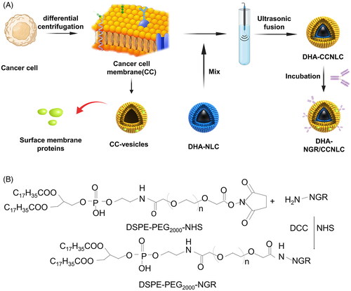 Figure 2. (A) Preparation of DHA biomimetic nanostructured lipid carriers. Cell membranes were obtained based on low permeability and centrifugation and then fused with DHA-NLC combined with ultrasound to obtain a biomimetic nanosuspension. The lipid insertion method was used for active targeting modification. (B) Synthesis of the targeting ligand DSPE-PEG2000-NGR. By the action of DCC and NHS, NH2 in the polypeptide reacted with the ester in DSPE-PEG2000-NHS to form DSPE-PEG2000-NGR.