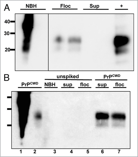 Figure 7 Effects of flocculation and alum on PrPCWD amplification. All samples were digested with Proteinase K except lane 1. (A) PrPCWD precipitates with flocculant water sample. Lanes 1 and 2 shows amplified NBH control. Lanes 3–6 show amplified samples after sPMCA. Lane 7 shows a 1:100,000 positive amplification control (+). PrPCWD signal was detected in the flocculant (lanes 3 and 4) but not supernatant (lanes 5 and 6) fraction, suggesting that the PrPCWD preferentially associates with the flocculant. (B) Addition of alum has no effect on PrPCWD amplification. Lanes 1 and 2 show PrPCWD amplification controls. Lane 3 shows NBH amplification control. Addition of Alum had no effect on sPMCA of unspiked NBH (lane 3) or mixed raw PR/HT water collected on 9-27-07 (lanes 4 and 5), nor on efficient amplification of PrPCWD diluted 1:40,000 into aliquots of the same raw water mixture by sPMCA (lanes 6 and 7).