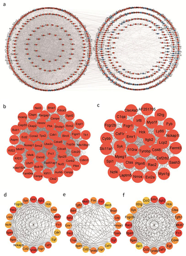 Figure 6. Using the MCODE and cytoHubba plug-ins to search for hub genes in the PPI network of ODEGs. (a) PPI network of ODEGs containing 602 nodes and 5352 edges. Red circle: up-regulated; Blue circle: down-regulated; (b, c) The top 2 modules with the highest score; (d-f) The top 20 genes for each of the three calculation methods (closeness, degree and betweenness).