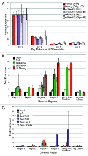 Figure 9. (A) Nanog mRNA and eRNA levels using different priming methods after exposing ESCs to retinoic acid (RA). Two primers for the eRNA are shown to reduce the likelihood that a spurious species was being detected. Error bars represent SEM of three experiments. (B) Metabolically labeled versions of Nanog, Sall4a, and Sall4b,which have been described previously, had bioChIP performed, followed by quantitative PCR using primers specific to different regions (x-axis). Fold-enrichment relative to sheared genomic DNA (Input) is indicated on the y-axis. A region that exhibits minimal occupancy by pluripotency factors in ESCs was included (negative control). Error bars represent SEM of three experiments. (C) Antibody-mediated ChIP followed by qPCR was performed over the same region using the same primers, with antibodies to Tet1, Tet2, or RNA Polymerase II. As a control, a nonspecific IgG and an antibody to a core subunit of RNA Polymerase III (RPC32) were included. Error bars represent SEM of three experiments.