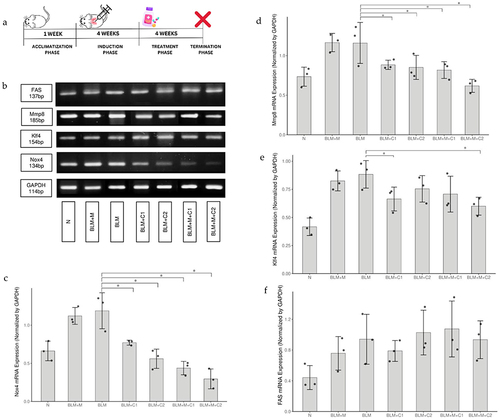 Figure 2 Effect of Physalis angulata L. in fibrosis lung tissue. (a) Mice received subcutaneous bleomycine or 0.9% normal saline on day 0 (control) for four weeks. And treated groups received C+ M for four weeks. (b) Representative of electrophoresis. (c) Quantification of Nox4 mRNA expression. (d) Quantification of Mmp8 mRNA expression. (e) Quantification of Klf4 mRNA expression. (f) Quantification of FAS mRNA expression. All of the data were normalized by GAPDH and presented as mean ±SEM (n=3). The significance level is determined by a p-value< 0.05. Symbol X, represents animal sacrifice; *Refers to statistical significance; ●Scatter plot.