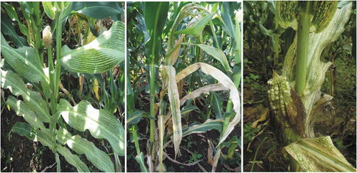 Figure 1. Symptoms of MLN under field condition at Arba Minch in Southern Ethiopia: Chlorosis, mosaic and mottling, chlorotic streaks and leaf necrosis (left side), premature drying of leaf sheath (middle) and delayed of grain filling (right side) on infected maize stands.