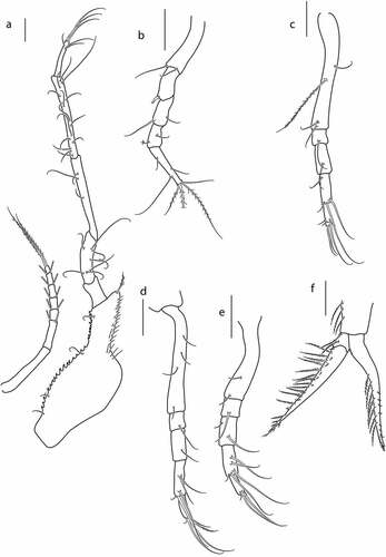 Figure 5. Eocuma diaboliceus sp. nov., non-ovigerous female, paratype (ZMBN 149195). a, Pereopod 1; b, pereopod 2; c, pereopod 3; d, pereopod 4; e, pereopod 5; f, uropod. Scale bars = 0.1 mm.