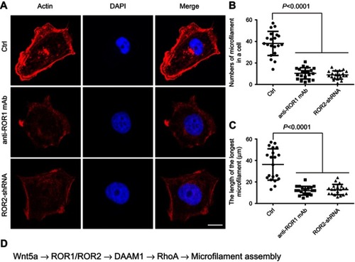Figure 6 ROR1 and ROR2 participate in the rearrangement of microfilaments. (A) Blocking ROR1/ROR2 signaling by ROR2-shRNA transfection or anti-ROR1 mAb treatment disrupted the formation of microfilaments. KYSE410 cells treated with anti-ROR1 mAb or transfected with ROR2-shRNA were grown on coverslips. Subsequently, cells were fixed and stained with phalloidin and DAPI to reveal filamentous actin (F-actin) organization and nucleus location. Bar =10 μm. Objective lens, magnification, ×40; numerical aperture, 0.95. (B and C) The number of microfilaments in a cell and the length of the longest microfilament were determined in KYSE410 cells. Date was shown in the above scatter diagram. n=20. (D) The scheme of signaling pathway involving in the invasion of ESCC cells.Abbreviations: ESCC, esophageal squamous cell carcinoma; ROR, receptor tyrosine kinase-like orphan receptor.