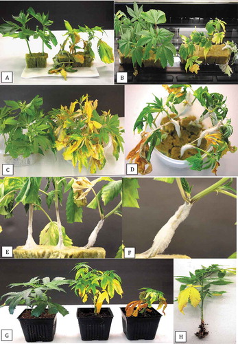 Fig. 11 Pathogenicity testing of Fusarium oxysporum using stem cuttings in rockwool blocks and coco coir substrate. (a) Response of ‘Hash Plant’ cuttings to inoculation for five min using a spore suspension (right) compared to non-inoculated controls (left) after 7 days. (b) Response of ‘White Rhino’ cuttings to inoculation for five min using a spore suspension (right) compared to non- controls (left) after 7 days. (c) Response of strain ‘Hash Plant’ to inoculation for three min using a mycelium+spore suspension. Non-inoculated controls are shown on the left. (d) Response of ‘Hash Plant cuttings to inoculation for five min using a mycelium+spore suspension. Extensive growth of mycelium up the stem and wilting can be seen. (e, f) Close-up of inoculated ‘Hash Plant’ showing mycelial growth up the stem and development of necrosis. Photos shown in (c-f) were taken 2 weeks after inoculation. (g) Symptoms on strain ‘Hash Plant’ (far right) and ‘Critical Kali Mist’ (middle) compared to non-inoculated plant of ‘Hash Plant’ (far left) four weeks after inoculation of rooted cuttings with a mycelium+spore suspension in coco coir growing substrate. (h) Symptoms on strain ‘White Rhino’ after inoculation of a rooted cutting. Crown lesion and root decay are evident