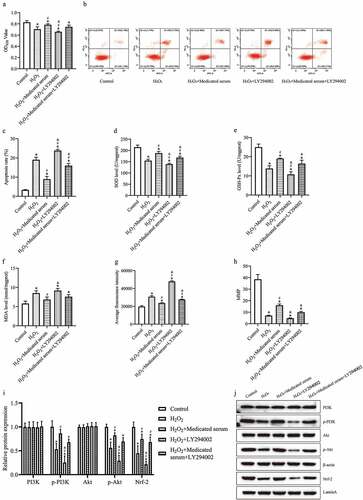 Figure 5. The medicated serum of Xinshuaining preparation increased the cell viability and suppressed apoptosis and oxidative stress related to the PI3K/Akt/Nrf-2 signaling pathway in H9c2 cells. H9c2 cells were pre-treated with 10 μM LY294002 for 10 min and then hatched with 75 μM H2O2 and 10% medicated serum. (A) The cell viability of H9c2 cells was determined by CCK-8. (B and C) The apoptosis rate was assessed by flow cytometry assay. (D-F) The level of SOD, GSH-Px, and MDA was detected using commercial kits. (G) The ROS level was analyzed using a reactive oxygen species assay kit, and the fluorescence of the cells was measured by flow cytometry. (H) MMP was evaluated by JC-1 staining. (I) The protein level of PI3K, p-PI3K, Akt, p-Akt, and Nrf-2 was examined by western blot. (J) The relative intensity of the proteins is displayed as a bar graph. The data were expressed after being normalized to β-actin or LaminA. The means ± SD of three independent samples are shown. *p < .05 vs. Control group; #p < .05 vs. H2O2 group; &p < .05 vs. H2O2+ medicated serum group.