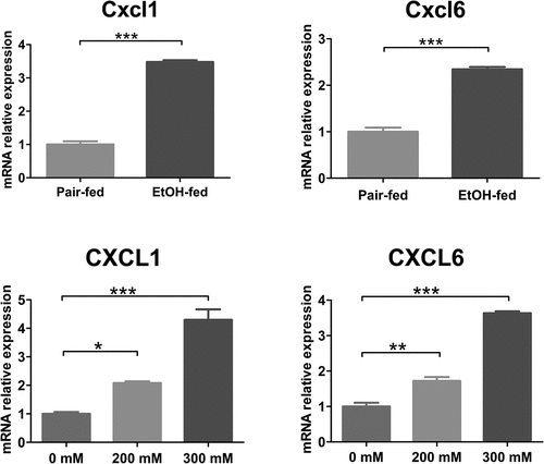 Figure 7. The mRNA expression of CXCL1 and CXCL6in mice and hepatocellular models. CXCL1: C-X-C Motif Chemokine Ligand 1; CXCL6:C-X-C Motif Chemokine Ligand 6.