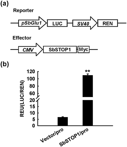 Figure 1. Transcriptional regulation of SbGlu1 by SbSTOP1 in HEK293 cells.(a) Schematic diagram of the reporter and effector used in the HEK293 coexpression system. pSbGlu1, SbGlu1 promoter (−2000 bp to −1 bp); LUC, firefly luciferase reporter; REN, Renilla luciferase reporter as an internal control; SV40 and cytomegalovirus (CMV), two promoters commonly used in mammalian expression vectors to drive gene expression; Myc, protein tag. (b) Relative luciferase activity of SbGlu1 promoter-driven reporter regulated by SbSTOP1. Luciferase activity of reporter (LUC) driven by the SbGlu1 promoter (pro) was normalized to the internal control reporter (REN). Data represent the means ± SD from three independent biological replicates. Asterisks (**) represent significant differences from the vector-only control at P < 0.01.