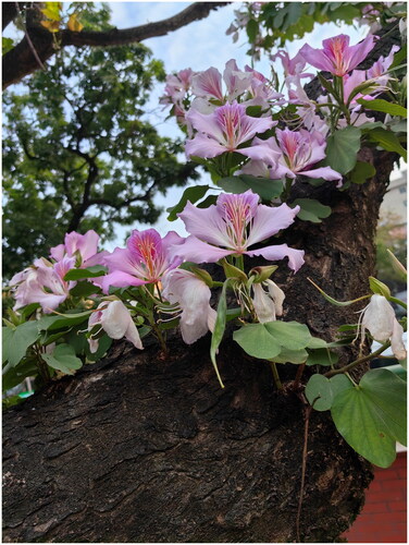 Figure 1. An individual of Bauhinia variegata showing its dark brownish trunk, two-lobed green leaves, pink flowers and young, green fruits. This individual was collected from the campus of Sun Yat-sen University, Guangzhou, China, and photographed by Renchao Zhou.