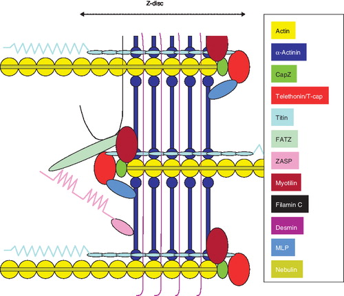 Figure 2.  Schematic representation of the Z-disc in the myofibril. It should be noticed that myopalladin does not appear because its location is still in debate.