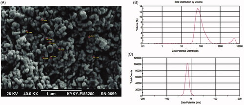 Figure 1. (A) Scanning electron microscopy (SEM) image of optimum REO-NLCs formulation. The profile of (B) particle size and (C) zeta potential for REO-NLCs formulation.