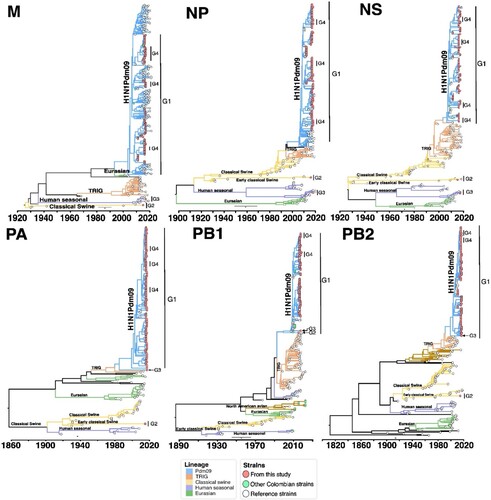 Figure 5. Bayesian phylogeny of internal genes of swine IAV in Colombia. Phylogenetic relationships inferred using Bayesian analysis. Each branch is coloured according to the ancestral lineage. Trees were constructed using Beast programme by Bayesian Markov-Chain Monte Carlo with >100,000,000 generations. Sequences from this study are represented with red circles. Collapsed trees are illustrated here, an extended and more detailed versions are available in supplementary material.