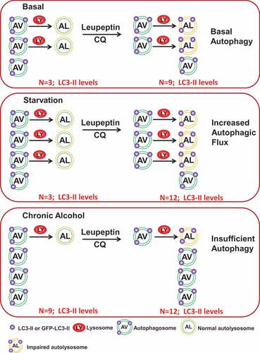 Figure 1. Scheme of insufficient autophagy. Under basal conditions, among 3 synthesized AVs, 2 of them already fused with a LY to form an AL (thus eliminating their LC3-II) and there is 1 free AV (with LC3-II). If, for simplicity, we assume that 1 AV has 3 LC3-II proteins, then, in the presence of lysosomal inhibitors (leupeptin or chloroquine [CQ]), the level of basal autophagy (i.e., the number of LC3-II detected) would be 9. Under starvation conditions, both the numbers of AV and LY increase resulting in an increased number of AL. In the presence of lysosomal inhibitors, the level of starvation-induced autophagic flux (again, the number of LC3-II) would be 12. Chronic ethanol increases the number of AVs but also decreases the number of LYs, resulting in fewer ALs. In the presence of lysosomal inhibitors, the level of ethanol-induced autophagic flux would still be 12. However, in this scenario the degradative capacity is only 1/3 that of starvation-induced autophagy because the majority of the LC3-II levels are from AVs but not ALs. Thus, we have termed this situation insufficient autophagy. Although it is technically possible to differentiate among these scenarios based on the absolute changes in the level of LC3-II in the absence and presence of lysosomal inhibitors, this may be technically challenging. Accordingly, we propose that it is easier to monitor TFEB and/or lysosome numbers as part of the flux analysis