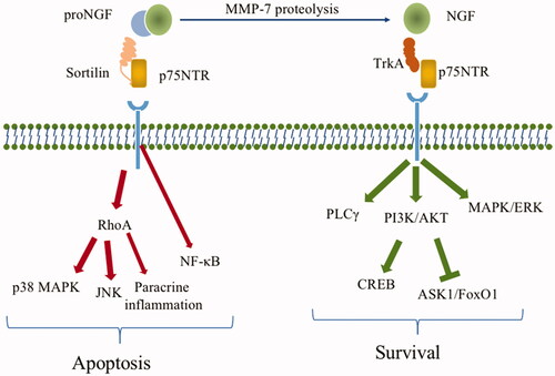 Figure 2. Expression map of nerve growth factor and its signaling pathway. ProNGF is hydrolysed by MMP-7 and fibronectin to produce mature NGF. p75NTR binds to its high-affinity ligand proNGF to exert a pro-apoptotic effect, a process that requires the involvement of its co-receptor sortilin and formation of the proNGF/sortilin/p75NTR apoptotic signaling complex. The sortilin/p75NTR signaling axis acts as an upstream signal initiator RhoA kinase and NF-κB, which are involved in apoptosis and inflammatory responses. proNGF binds to the high-affinity TrkA receptor and the low-affinity receptor p75NTR to activate the PI3K/AKT, PLCγ and MAPK/ERK pathways, which are involved in the proliferation, growth, and survival of retinal neurons and microvascular cells.