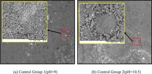 Figure 5. SEM microscopic analysis of two control groups.