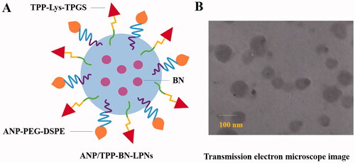 Figure 1. A sketch (A) and TEM image (B) of ANP/TPP-BN-LPNs.