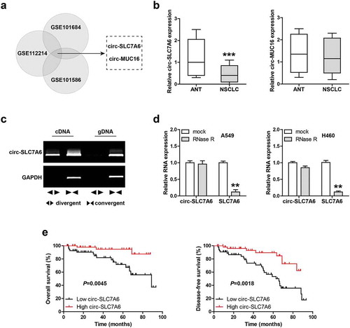 Figure 1. Low circ-SLC7A6 is observed in NSCLC. (a) Analysis of differentially expressed circRNA in NSCLC using the indicated three GEO databases. GSE112214 includes three pairs of NSCLC and matched adjacent normal tissues; GSE101684 includes tumor samples and paired adjacent normal tissues from four patients with early-stage lung adenocarcinoma; GSE101586 includes five paired lung adenocarcinoma and adjacent non-tumor tissues. (b) qRT-PCR analysis of circ-SLC7A6 and circ-MUC16 in 110 paired NSCLC and normal tissues. (c) RT-PCR analysis of circ-SLC7A6 and GAPDH expression using divergent and convergent primers. (d) qRT-PCR analysis of circ-SLC7A6/SLC7A6 expression in A549 and H460 cells treated with RNase R. (e) The survival curves of NSCLC patients based on median circ-SLC7A6 expression level. **p < 0.01, ***p < 0.001.