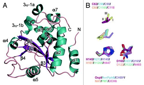 Figure 1. Crystal structure of Shigella OspI. (A) Overall structure of Shigella OspI. The colors of the secondary structural elements indicate the following: dark green, α-helix; dark purple, β-strands; salmon, loops. (B) The alignments of the catalytic cores using the putative catalytic triad residues, all atoms of His, and the main chain atoms of Asp are shown as a reference. Dark red, Shigella OspI; light blue, AVRPphB (PDB ID code 1UKF); light purple, CHBP (Cif homolog from Burkholderia pseudomallei, PDB ID code 3GQM); orange, NAT (N-acetyltransferase, PDB ID code 1E2T); light green, PMT (Pasteurella multocida toxin, PDB ID code 2EBF); pink, UCH6 (ubiquitin C-terminal hydrolase 6, PDB ID code 1VJV). The C62 in OspI is represented in three alternate conformations with the three conformers labeled I, II and III.