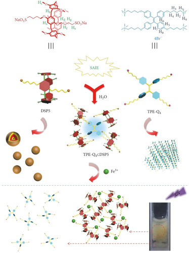 Figure 7 Chemical structures and cartoons of DSP5 and TPE-Q4 and the schematic presentation of their self-assembly into a fluorescent supramolecular system for the selective detection of Fe3+ ions.Notes: Reprinted with permission from Wang X, Lou XY, Jin XY, Liang F, Yang YW. A binary supramolecular assembly with intense fluorescence emission, high pH stability, and cation selectivity: supramolecular assembly-induced emission materials. Research. 2019;2019:1454562.Citation81; Copyright 2019, Science.