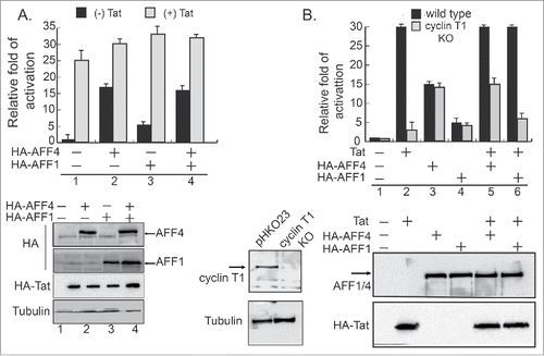 Figure 1. AF4/FMR2 family members 1 and 4 of SEC activate early HIV gene transcription in the absence of Tat. (A) AFF1 and AFF4 enhance HIV transcription in the absence of Tat. HEK-LTR-Luc cells stably expressing integrated HIV-luciferase were transfected either with HA-AFF4 or HA-AFF1 expressing plasmids. Cells were harvested 48 hours post transfection and their luciferase readouts were analyzed according to the manufacture protocol and normalized to protein levels. To monitor effects of Tat, cells were also transfected with HA-Tat and luciferase readings were monitored according to standard protocols. Data is a representative of three independent experiments and error bars represent standard deviation. Bottom panel presents western blot analysis for the expression levels of Tat, AFF4 and AFF1. (B) HIV transcriptional activation by AFF4 and AFF1 are independent of P-TEFb. HEK-LTR-Luc cells were depleted of cyclin T1 expression using CRISPR/Cas9-sgRNA lentiviruses. Cells expressing Cas9 and the empty sgRNA (pHKO23) were used as control. Wild type or cyclin KO cells were transfected with either HA-AFF1 or HA-AFF4, and their luciferase readings were monitored 48 hours post transfection and normalized to protein levels. Experiments were performed in the presence or absence of transiently expressed HA-Tat. Results are presented relatively to readings in cells that express LTR-Luc alone—set to 1, and are a representative of three independent experiments. Error bars represent standard deviation. Bottom panel shows western blot analysis confirming KO of cyclin T1, overexpression of HA-AFF1, and HA-AFF4 and HA-Tat.