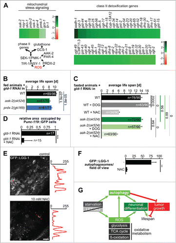 Figure 9. Mitochondrial stress signaling is induced during fasting and is required for fasting-induced tumor survival and autophagy. (A) Top left: Changes in transcript levels in regulators implicated in mitochondrial ROS signaling. log2-fold changes between fasting and feeding are shown. Bottom left: Model of mitochondrial ROS signaling. Right: Changes in transcript levels of class II detoxification genes. log2-fold changes between fasting and feeding are shown. (B) Life-span analysis under feeding conditions. Number of animals and Mantel-Cox test P values are shown. (C) Life-span analysis under fasting conditions. Number of animals and Mantel-Cox test P values are shown. (D) Quantification of neuronal differentiation in gld-1 germline tumors with and without NAC. (E) Changes in autophagosomes in control and NAC-treated gld-1 RNAi animals. Left: Representative z-projections of central germline tumor regions. Line scans of greyscale values along the dashed red lines in the projections are shown on the right side of each projection. Scale bar: 10 μm. (F) Quantification of autophagosome numbers; n = 3 animals each; **P ≤ 0.01. (G) Model showing the pathways contributing to tumor cell growth and differentiation. See discussion for details. Scale bar: 10 μm.