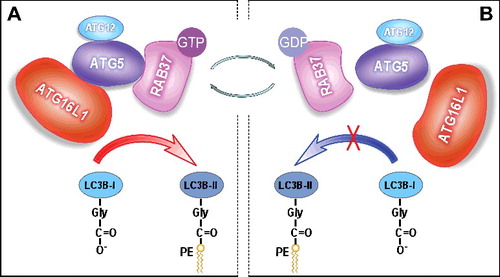 Figure 1. RAB37 regulates autophagosome formation by modulating ATG12–ATG5-ATG16L1 complex assembly. RAB37 as a key organizer participates in the process of ATG12–ATG5-ATG16L1 complex formation and promotes autophagy upon starvation induction in a GTP-dependent manner. RAB37, as a novel GTPase, regulates membrane functions through a switch between 2 distinct conformations: the GTP-bound “on” and the GDP-bound “off” forms. (A) RAB37-GTP interacts directly with ATG5 and promotes interaction of the ATG12–ATG5 conjugate with ATG16L1. The multimeric RAB37- ATG12–ATG5-ATG16L1 complex recruits and lipidates LC3B-I to form active LC3B-II, which accelerates autophagosomal formation. (B) RAB37-GTP can transform into the inactive RAB37-GDP probably through a GTPase activating protein. RAB37-GDP impairs its interaction with ATG5 and disassociates from ATG12–ATG5, then leads to separation of ATG12–ATG5 from ATG16L1. Finally, LC3B-I lipidation is prevented. Simultaneously, RAB37-GDP spreads to the cytosol for recycling via a guanine nucleotide exchange factor to organize another initiation process of autophagosomal formation upon autophagy induction.