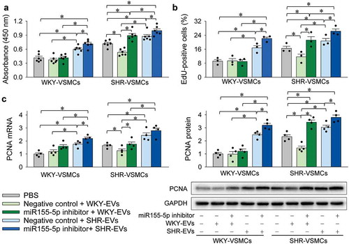 Figure 3. Interaction of miR155-5p inhibitor and EVs on VSMC proliferation. The VSMC proliferation was evaluated with CCK-8 kits (a), EdU-positive cells (b), PCNA mRNA and protein expressions (c). Measurements were performed 24 h after the VSMC treatment with PBS, combined negative control (100 nmol/L) and EVs (30 μg/mL), or combined miR155-5p inhibitor (100 nmol/L) and EVs (30 μg/mL). Values are mean±SE. n = 6 per group in A; n = 3 per group in (b); n = 4 per group in (c). The cells were obtained from 6 WKY and 6 SHR.