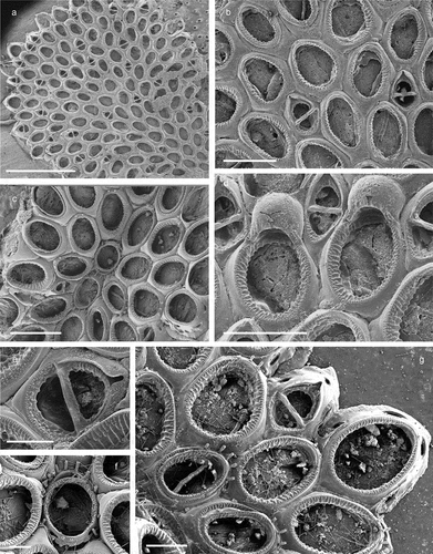 Figure 6. Crassimarginatella matildae sp. nov. (paratype) (a) Colony (SEM stub n°83). (b) Several autozooids and vicarious avicularia (SEM stub n°83). (c) Periancestrular zooids (SEM stub n°83). (d) Maternal zooids with ovicell (SEM stub n°83). (e) Close-up of avicularium (SEM stub n°83). (f) Ancestrula (SEM stub n°8). (g) Early astogenetic zooids and colony growth margin (SEM stub n°83). Scale: (a)2 mm; (b–d) 500 µm; (e, g) 200 µm; (f) 100 µm.