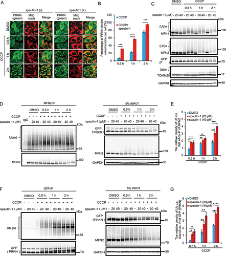 Figure 2. Spautin-1 promotes mitochondrial translocation of PRKN and activates its E3 ligase activity. (A) YPH cells were pretreated with 20 μM spautin-1 for 6 h, and then treated with or without 5 μM CCCP for indicated duration. The cells were subjected to immunofluorescence analysis for PRKN (green) and MitoTracker. Scale bar: 10 μm. The images were captured using the confocal microscope. The number of PRKN mitochondrial translocation per cell was quantified by counting 200 cells from three independent experiments and presented mean ± S.D. as in (B) (***, P < 0.001; ****, P < 0.0001, One-way ANVOA). (C) YPH cells were treated as in (A) and subjected to western blotting analysis. (D) YPH cells were pretreated with 20 μM or 40 μM spautin-1 for 6 h, and then treated with or without 5 μM CCCP for indicated time points. Cells were lysed with IP lysis buffer and subjected to IP using MFN2 antibody and analyzed with the indicated antibodies. (E) The relative density of polyubiquitination of MFN2 in (D) was analyzed using ImageJ software and the data were presented as mean ± S.D. in three independent experiments (**, P < 0.01; ***, P < 0.001; ****, P < 0.0001, One-way ANVOA). (F) YPH cells were treated as in (D). Cells were subjected to IP using GFP agarose and analyzed with the indicated antibodies. (G) The quantification of relative density of polyubiquitination of PRKN in (F) was performed using ImageJ software. The data were presented as mean ± S.D. in three independent experiments (**, P < 0.01; ***, P < 0.001; ****, P < 0.0001, One-way ANVOA).